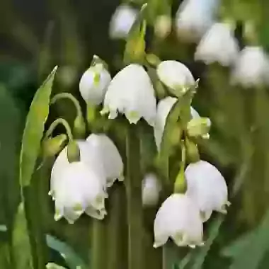 Aestivum